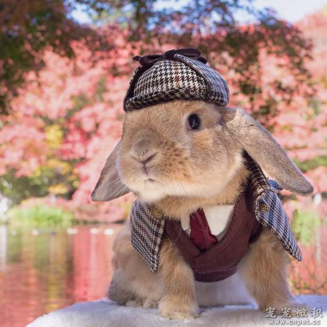 《最时尚垂耳兔》来见见全世界最会穿衣服的兔子吧 - 图片2