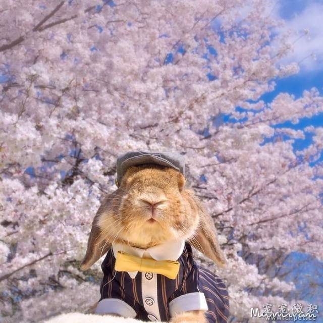 《最时尚垂耳兔》来见见全世界最会穿衣服的兔子吧 - 图片14