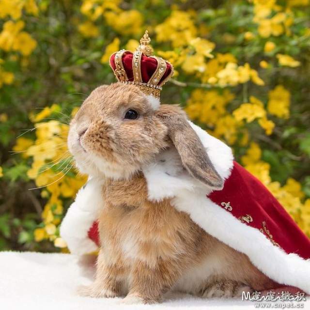 《最时尚垂耳兔》来见见全世界最会穿衣服的兔子吧 - 图片13