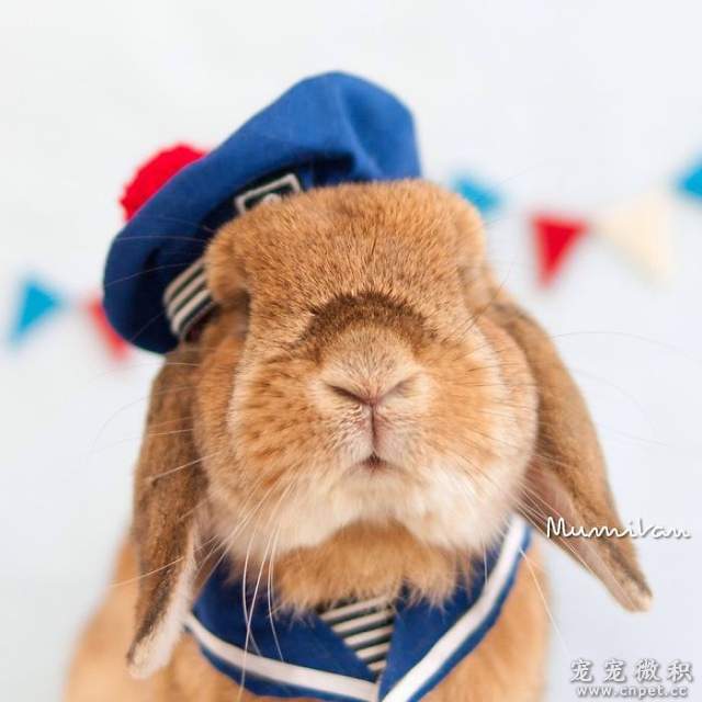 《最时尚垂耳兔》来见见全世界最会穿衣服的兔子吧 - 图片8