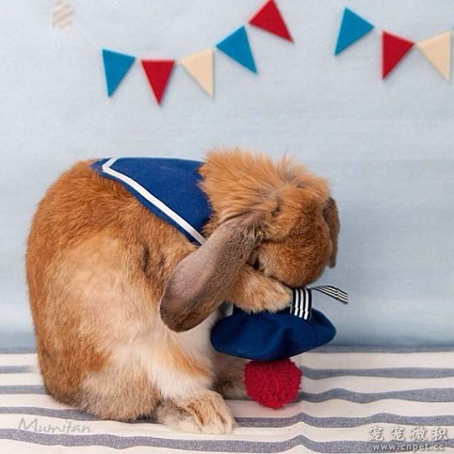 《最时尚垂耳兔》来见见全世界最会穿衣服的兔子吧 - 图片15