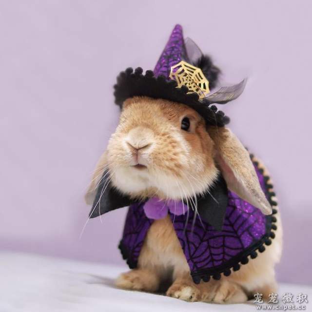 《最时尚垂耳兔》来见见全世界最会穿衣服的兔子吧 - 图片9