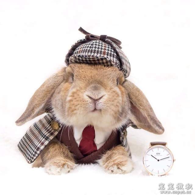 《最时尚垂耳兔》来见见全世界最会穿衣服的兔子吧 - 图片3