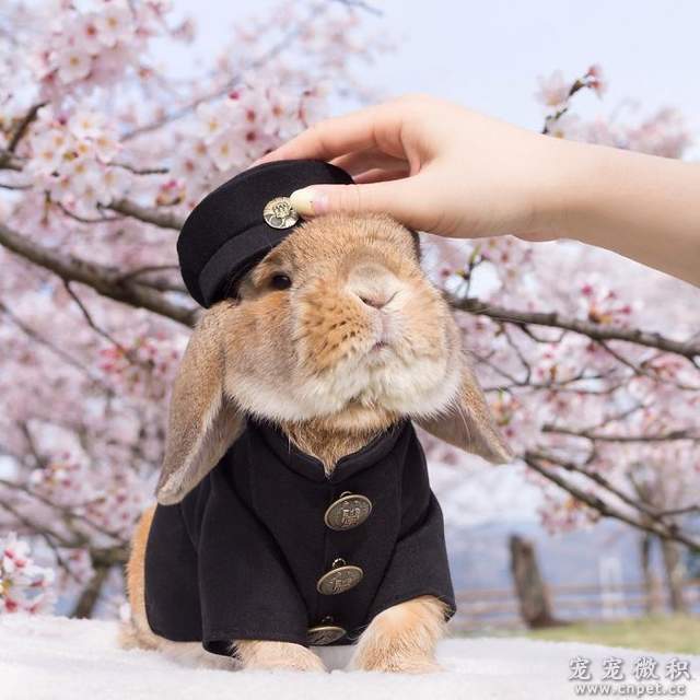 《最时尚垂耳兔》来见见全世界最会穿衣服的兔子吧 - 图片18
