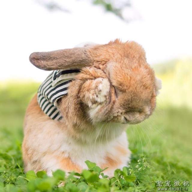 《最时尚垂耳兔》来见见全世界最会穿衣服的兔子吧 - 图片4