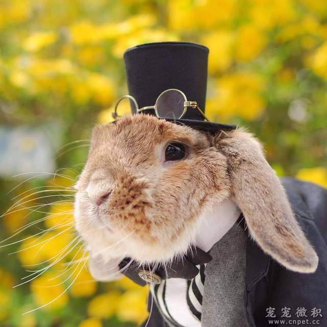 《最时尚垂耳兔》来见见全世界最会穿衣服的兔子吧 - 图片16