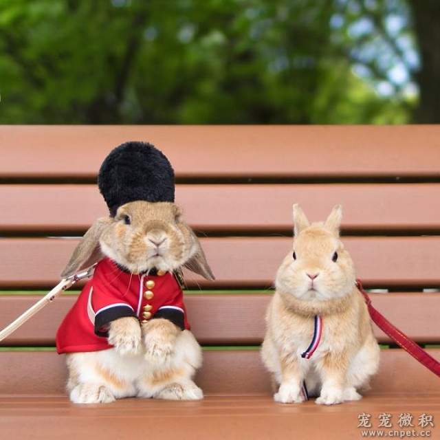 《最时尚垂耳兔》来见见全世界最会穿衣服的兔子吧 - 图片17