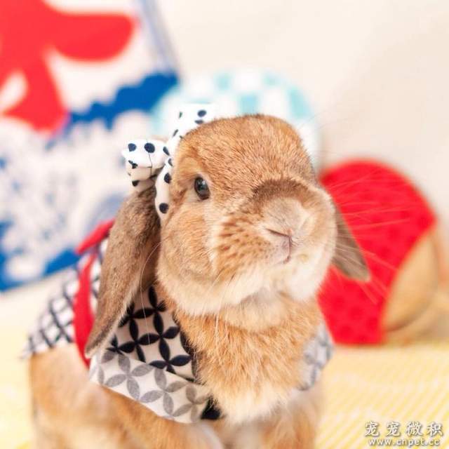 《最时尚垂耳兔》来见见全世界最会穿衣服的兔子吧 - 图片12