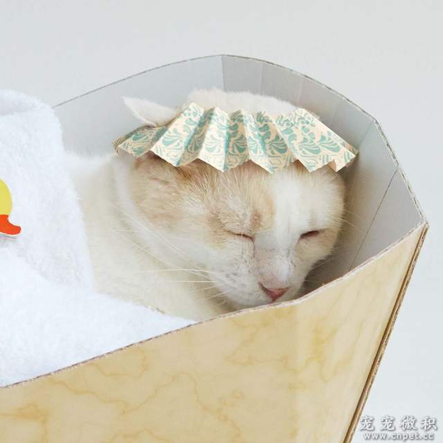 《猫脚浴缸造型猫抓板》猫上皇要泡澡啦（误） - 图片14