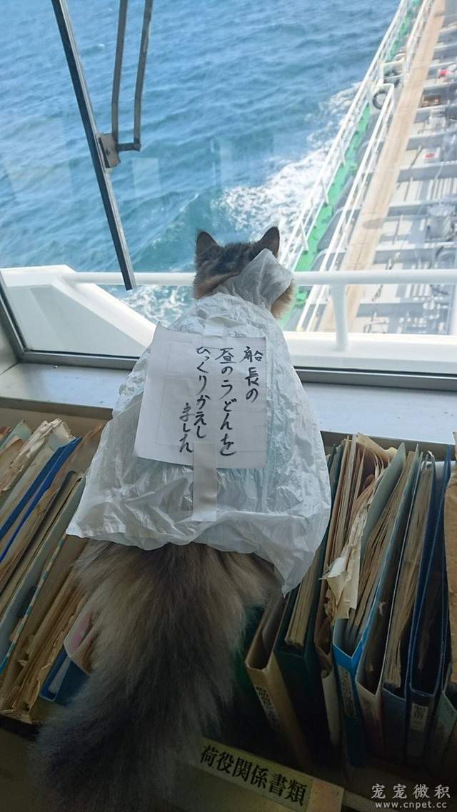 《貓船長》感謝貓船長的努力～海上生活又過了美好的一天♥ - 圖片7