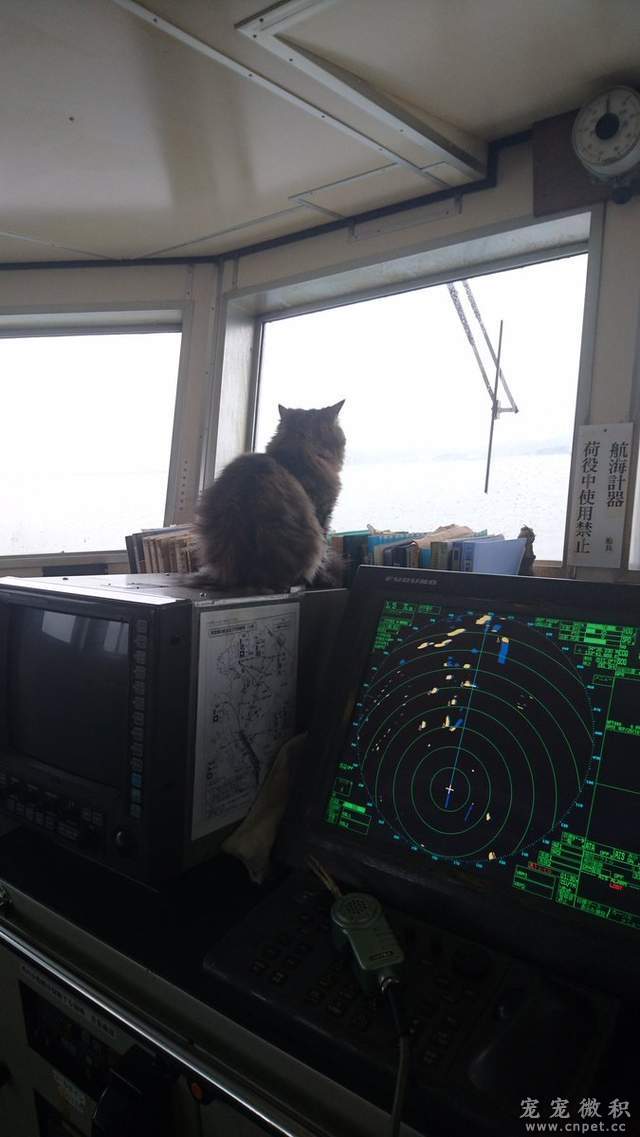 《貓船長》感謝貓船長的努力～海上生活又過了美好的一天♥ - 圖片16