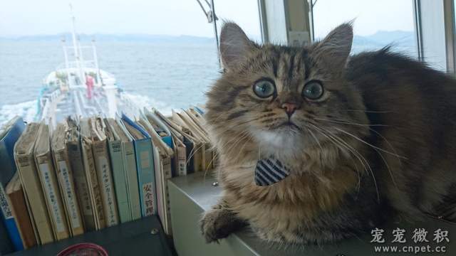 《貓船長》感謝貓船長的努力～海上生活又過了美好的一天♥ - 圖片1