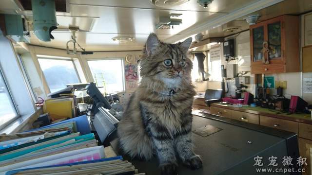 《貓船長》感謝貓船長的努力～海上生活又過了美好的一天♥ - 圖片2