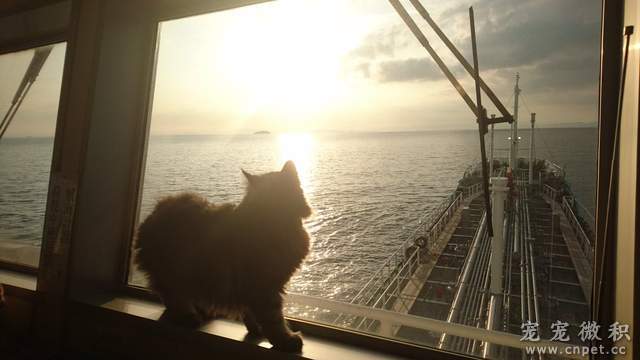 《貓船長》感謝貓船長的努力～海上生活又過了美好的一天♥ - 圖片3