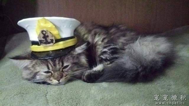 《貓船長》感謝貓船長的努力～海上生活又過了美好的一天♥ - 圖片5