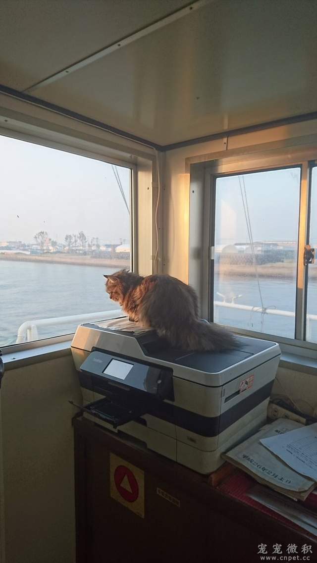《貓船長》感謝貓船長的努力～海上生活又過了美好的一天♥ - 圖片15