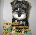 广州狗场出售健康纯种高智商雪纳瑞犬广州哪里有卖雪纳瑞小狗