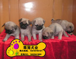 广州哪里有卖巴哥犬 纯种小巴哥