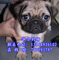 广州哪里有卖巴哥广州巴哥幼犬怎么卖广州什么地方有出售巴哥   