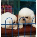 杭州哪里有卖京巴犬 基地专业繁殖京巴犬出售 品相精美 协议齐全