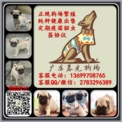 广州巴哥犬多少钱 广州哪里有巴哥犬出售 巴哥犬价格