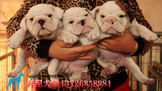 广州哪里有卖英斗犬——专业繁殖名犬、无中介、多窝挑选、现场检验、可刷卡