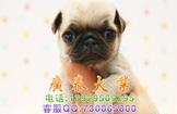 广州纯种巴哥犬繁殖基地专业专一繁殖出售巴哥幼犬成犬