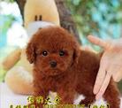 广州正规狗场出售小型犬泰迪熊犬纯正血统健康泰迪熊犬疫苗齐全