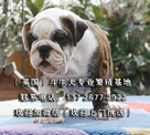 广州哪里有正规大型狗场出售纯种英国斗牛犬 斗牛的价格多少