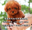 广州哪里有出售白色泰迪熊犬 纯种泰迪熊的价格多少