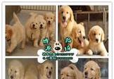 广州博源宠物出售四十余品种名犬广州宠物狗繁殖场