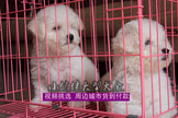 广州（花都）哪里有卖比熊犬 广州哪里有卖狗狗的