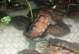 广州收购金钱乌龟,石龟,黄缘龟等乌龟