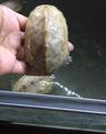 活体宠物龟 长寿 白化小龟 草龟