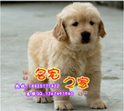 广州买金毛犬在哪里好 广州什么地方有卖金毛寻回犬