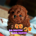 广州市买泰迪熊犬价格 广州哪里有卖茶杯泰迪熊