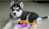 广州哪里买狗最有保证广州哪有出售纯种哈士奇