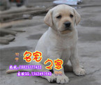 请问广州拉布拉多犬多少钱一只 广州哪里有卖拉布拉多