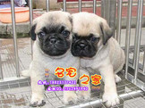 广州买宠物狗都在哪买 广州哪里有卖纯种巴哥幼犬