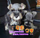 天河区买金毛犬去哪家犬舍比较好 广州什么地方有卖宠物狗
