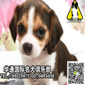 广州什么地方有卖比格犬 在广州哪个狗场买比格犬最有保障