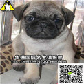 广州哪里有纯种巴哥犬价格多少 广州巴哥犬多少钱一只