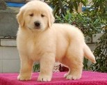 广州哪里有纯种金毛犬出售 广州金毛犬卖多少钱一只