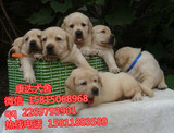 广州拉布拉多犬哪里有卖 大概多少钱一只